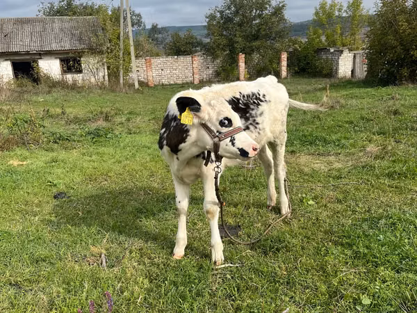 Cow, Russian Black pied cattle — Moldova