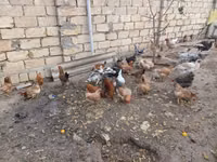 Chickens — photo 1