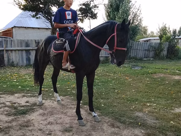 Horse (M), Thoroughbred horse — Kyrgyzstan