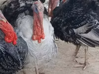 Turkeys — sawirka 2