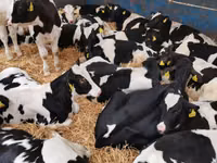 Lembu jantan, Russian Black pied cattle — foto 1