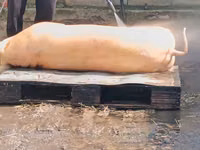 Vind carne de porc de casa crescut cu resturi de la gradinite — फ़ोटो 3