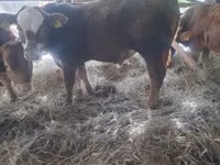 Bull, Limousin cow — photo 2