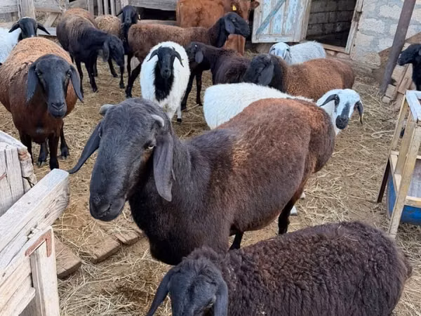 Koç, Hissar sheep
