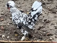 Danimarka toyuğu — foto 6