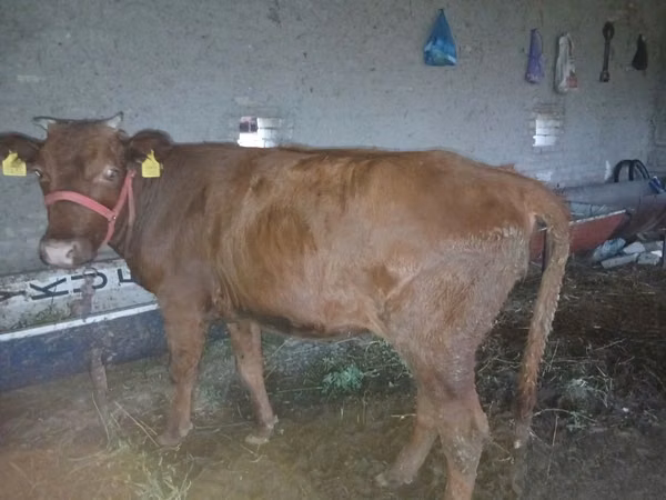 Cow, Cattle — Uzbekistan