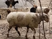 Vædder, Arashan sheep — foto 3