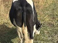 Bò cái, Russian Black pied cattle — ảnh 2