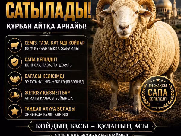 Ram, Sheep — Kazakhstan
