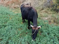 Vaca, Ganado vacuno — foto 7
