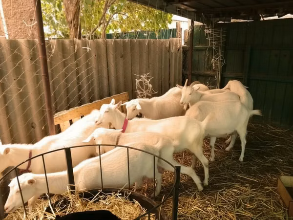 Capre (lot, sex nespecificat), Pomellata goat