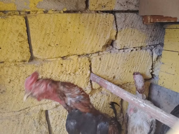 Chickens — Azerbejdżan