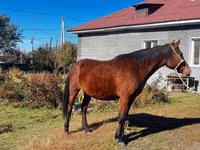 Kuda betina, Horses — foto 5