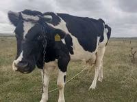 母牛, Russian Black pied cattle — 照片 1