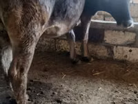 Cow, Alatau breed — photo 3