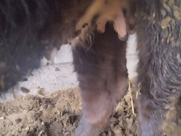 Cow, Cattle — Kyrgyzstan
