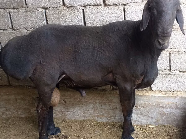 Ram, Sheep — Uzbekistan