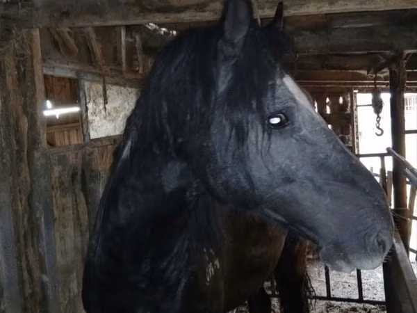 Horse (M), Horses