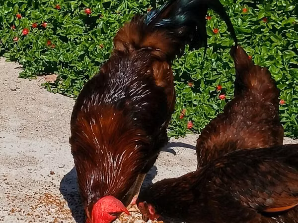 Chickens — Azerbaijan
