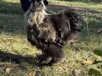 Silkie — foto 2