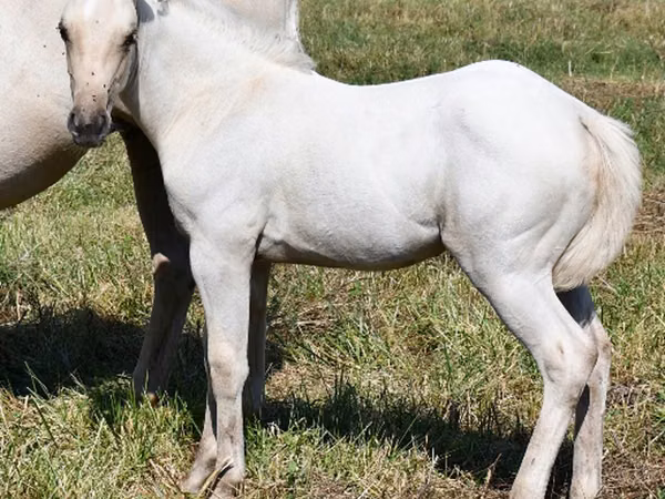 Mare, Quarter Horse — United States