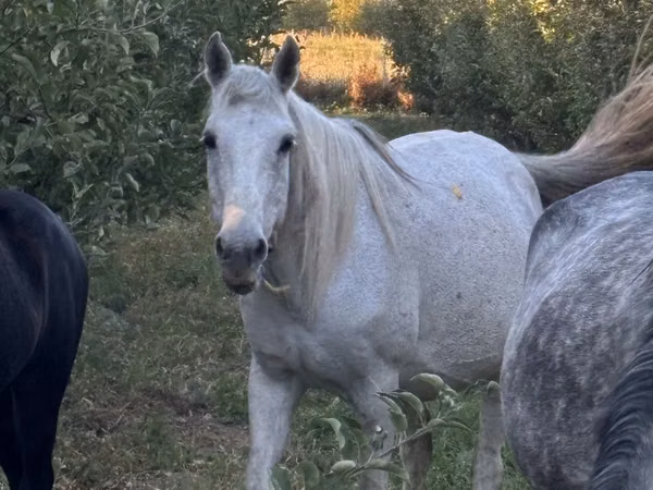 Mare, Horses — Kazakhstan