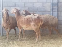 Ram, Hissar sheep — photo 2