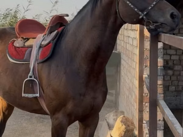 Асп, Friesian sport horse