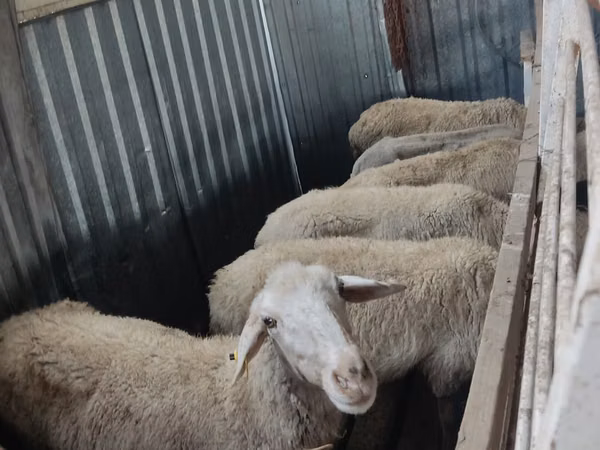 Ram, Sheep — Kazakhstan