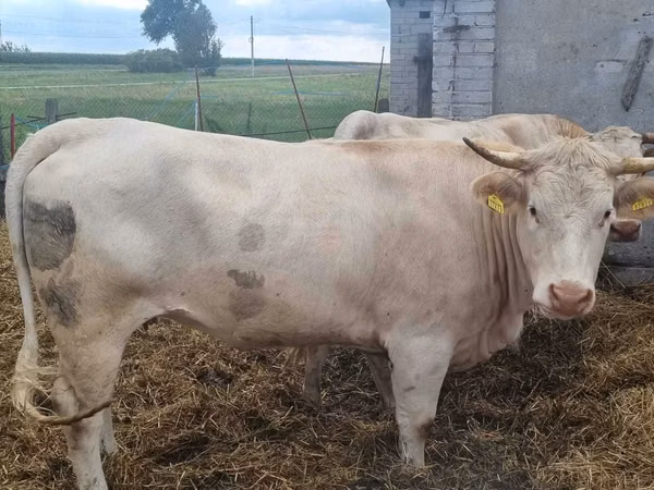 Cow, Charolais cattle — Poland