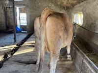 Ng'ombe jike, Ala-Tau breed — picha 1