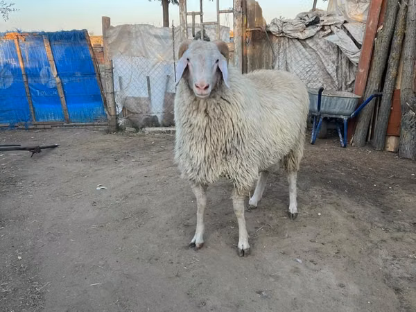 Ram, Sheep — Moldova