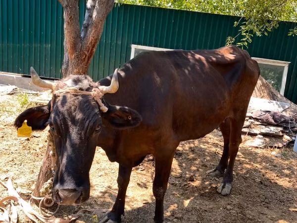 Vache, Bovins