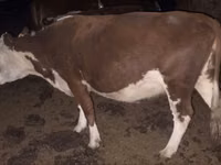 Cow, Latvian Blue cattle — photo 8