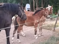 Mare, Haflinger — photo 8