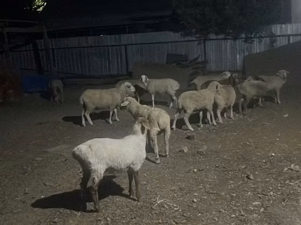 Ram, Sheep — Kazakhstan