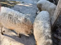 خوک (گروه، جنسیت مشخص نشده) — عکس 2
