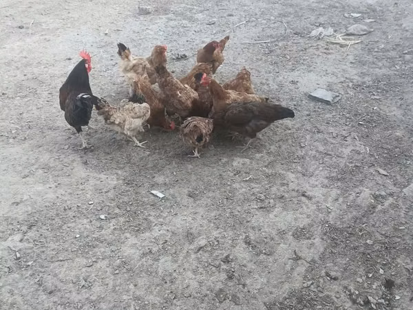 Chickens — Азербайджан