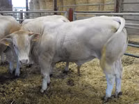 Bik, Blonde d’Aquitane cattle — fotografija 3