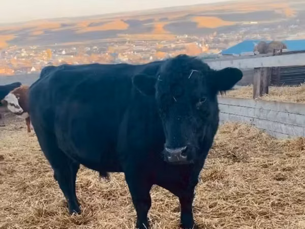 Bull, Aberdeen-Angus
