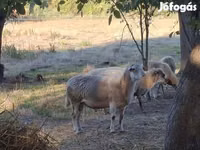 Ram, Sheep — photo 2