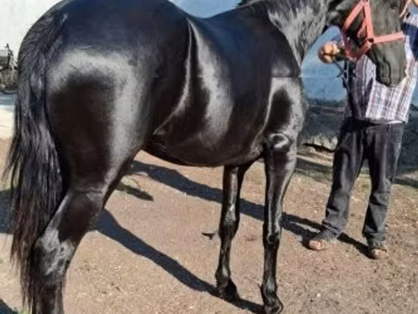 Hengst, Friesian