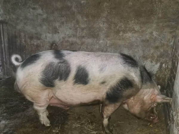 Boar, Pigs — Kyrgyzstan