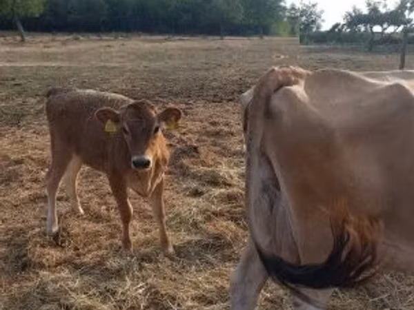 Cow, Jersey breed