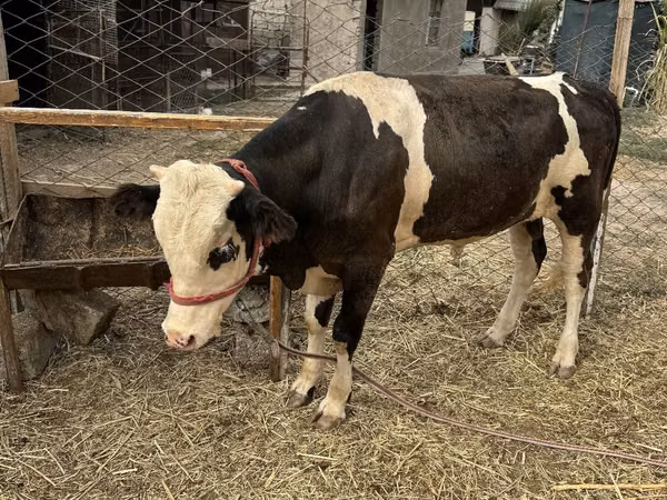 Bull, Holstein breed — Uzbekistan