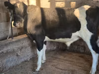 सांड, Russian Black pied cattle — फ़ोटो 1