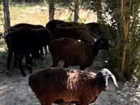 میش, گوسفند — عکس 7