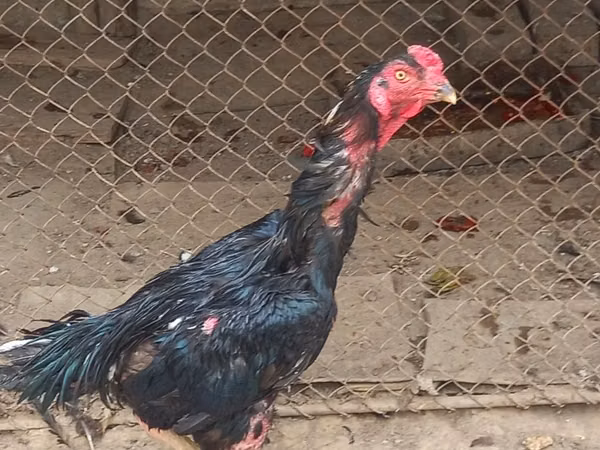 Chickens — Uzbekistan