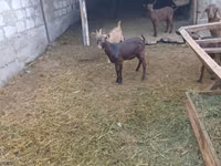 Billy Goat, Nubian Goat — photo 2