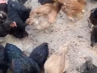 Chickens — عکس 2